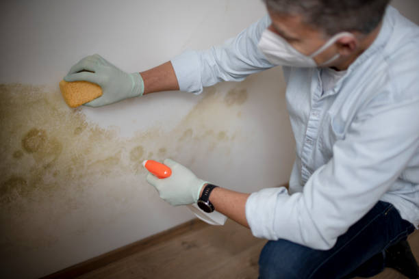 Best Attic Mold Removal  in Elizabethtown, PA