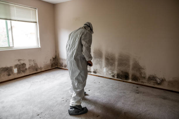 Mold Removal Process in Elizabethtown, PA